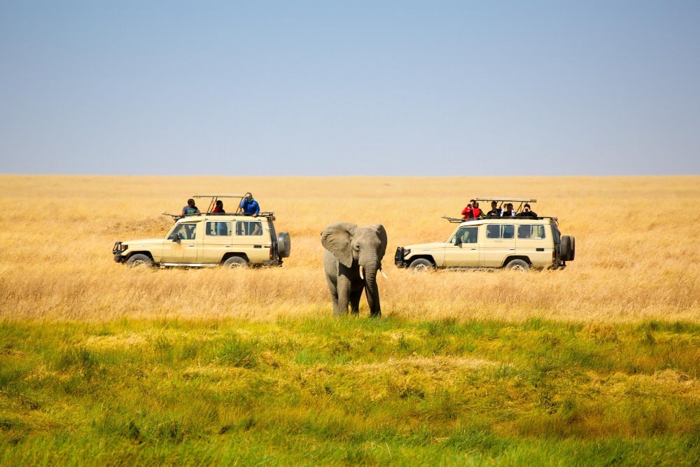 Best of Kenya safari