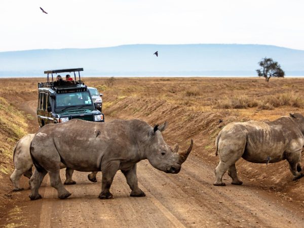 Kenya safari