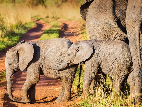 animals_hero_elephants